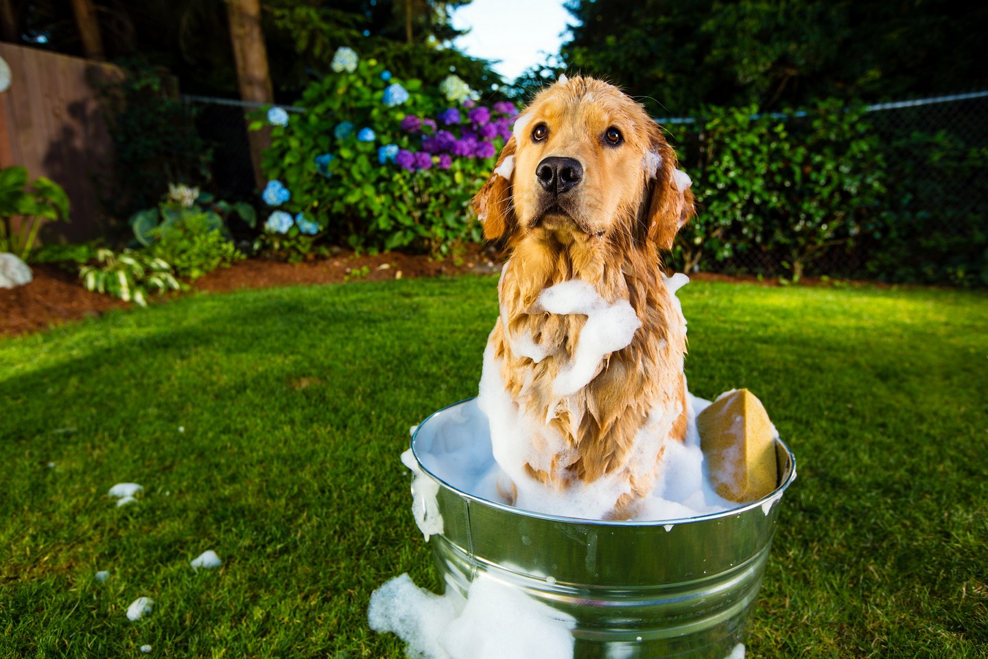 Your Trusted Dog Groomer in Chesterfield, VA